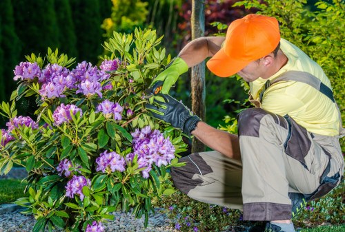 A gardener wearing a bright orange cap, light yellow long-sleeve shirt, light grey trousers with dark knee patches, and green gardening gloves is kneeling beside a flowering shrub in a landscaped garden. The shrub features lush green leaves and vibrant purple flowers, positioned in the foreground. Behind the gardener, there are tall, dense trees and shrubs with varying shades of green, contributing to a well-maintained outdoor space. The garden surface includes small gravel or pebbles around the plants, and a metal garden stake is visible nearby. The scene appears to be set in bright daylight with natural lighting, suggesting fair weather. This outdoor garden setting demonstrates thoughtful landscaping and plant care, typical of professional gardening services offered in Hampstead, aligning with the offerings of Garden Maintenance Hampstead for lawn, shrub, and flower bed maintenance in the local area.