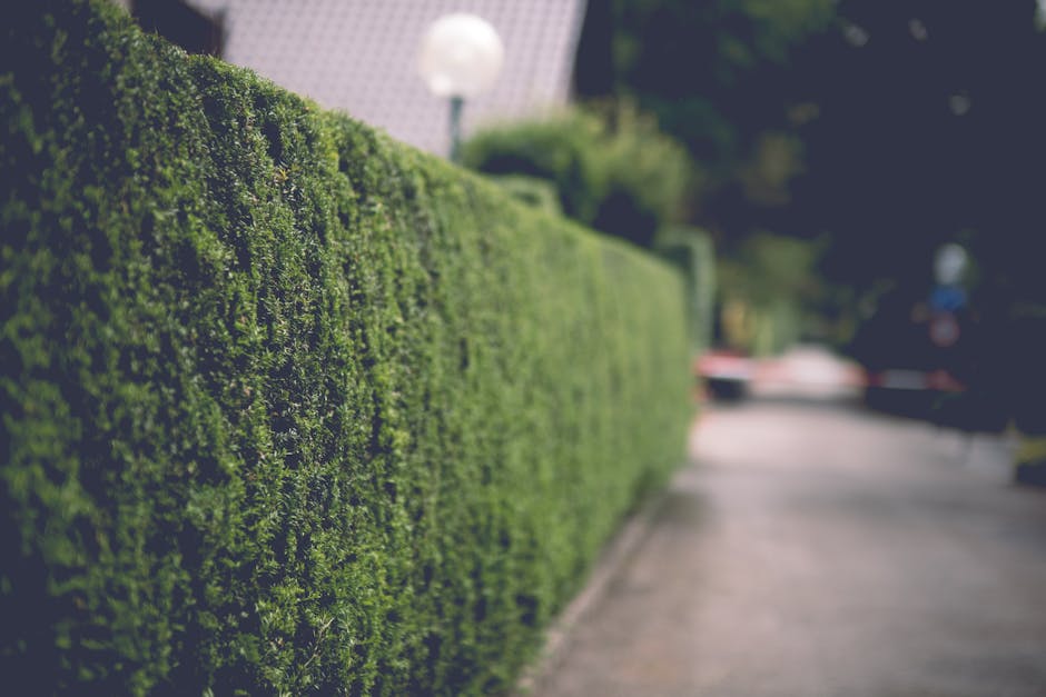 A neatly trimmed, dense green hedge runs along the edge of a paved sidewalk in a residential area. The hedge has a uniform height and is composed of small, vibrant leaves, creating a textured, lush ap