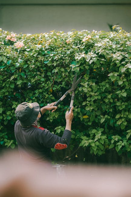 A neatly trimmed, dense green hedge runs along the edge of a paved sidewalk in a residential area. The hedge has a uniform height and is composed of small, vibrant leaves, creating a textured, lush ap
